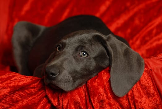 Weimaraner puppy