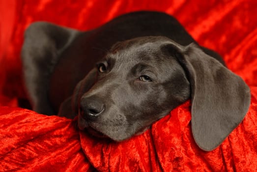 Weimaraner puppy
