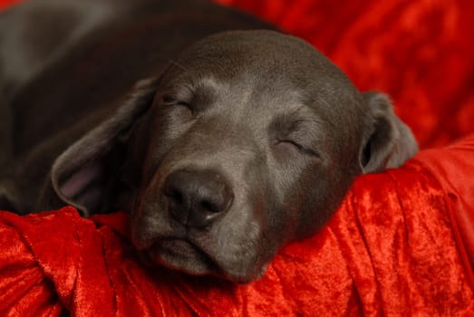 Weimaraner puppy