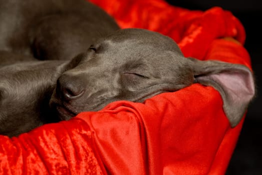 Weimaraner puppy