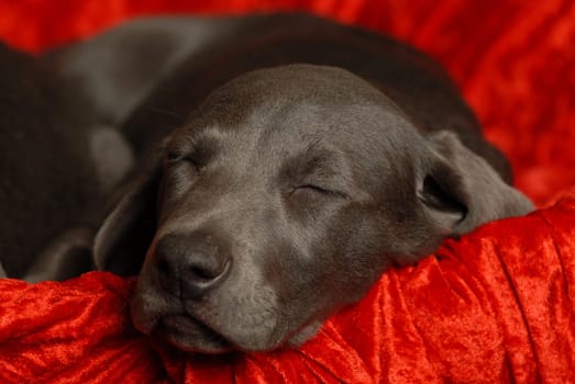 Weimaraner puppy