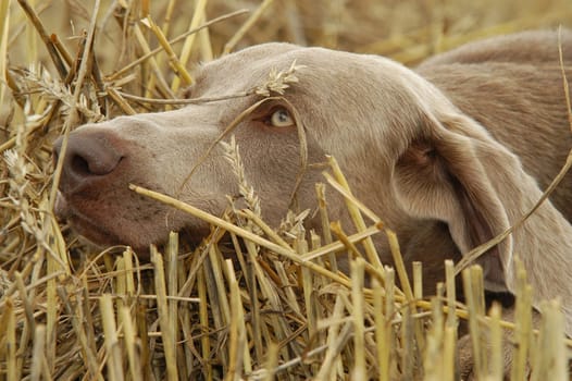 Weimaraner
