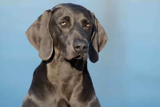Weimaraner