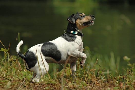 Terrier by the water