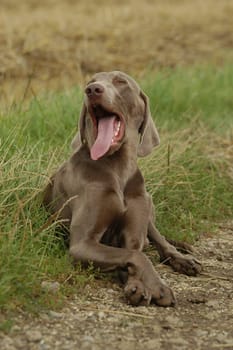 Weimaraner