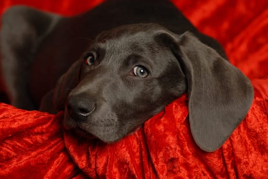 Weimaraner puppy