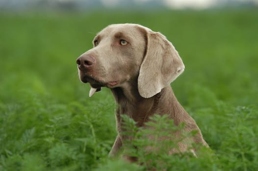 Weimaraner