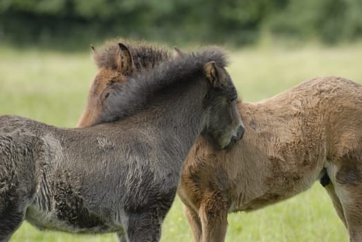 Foal