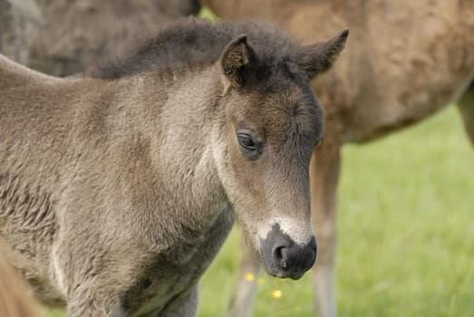 Foal