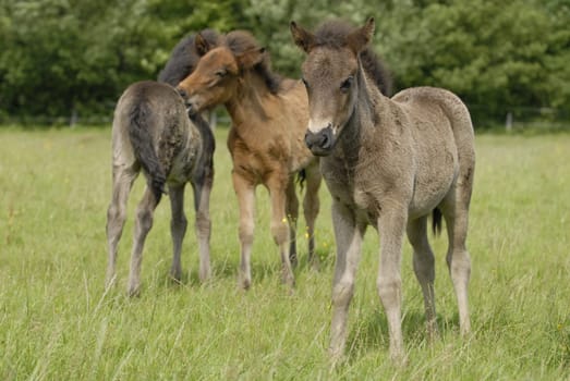 Foal