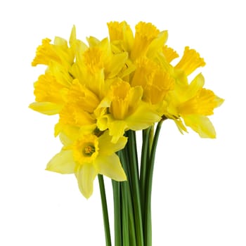 Daffodil,yellow flower against white background