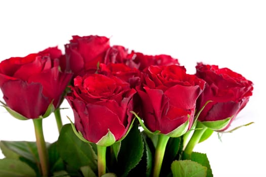 fresh red roses