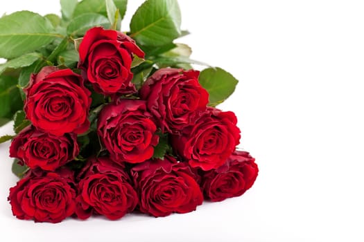 fresh red roses