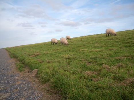 Wide-angle shooting of four sheep on the dike near the village of Bensersiel in East Frisia