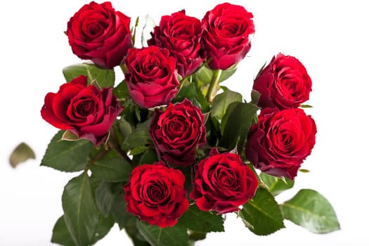 fresh red roses