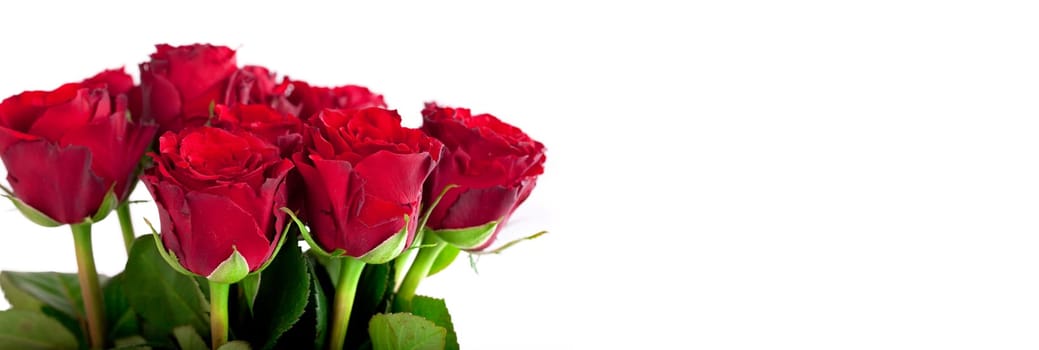 fresh red roses