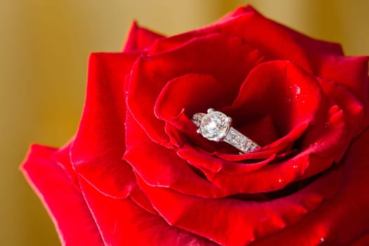 Golden diamond ring and rose
