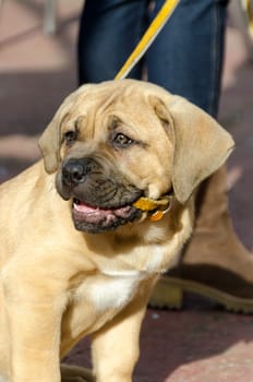 Corso puppy dog on a leash