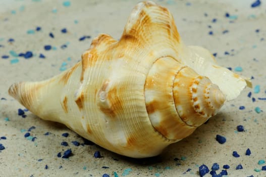 Sea Snails