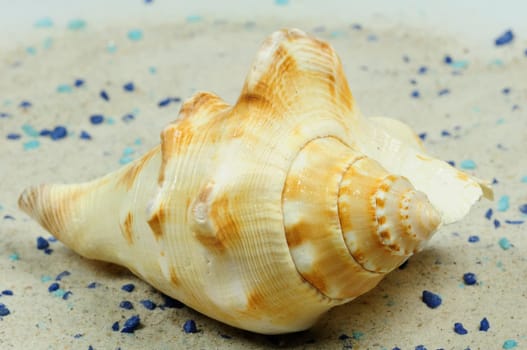 Sea Snails