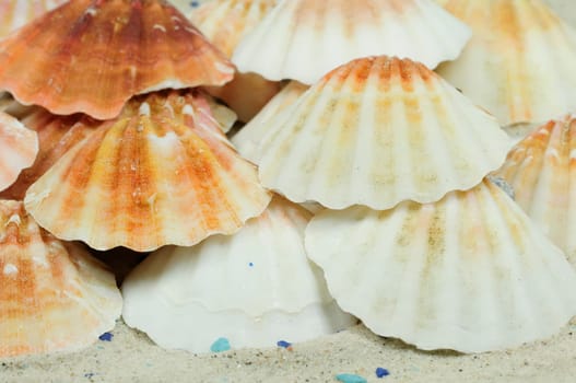Sea Snails