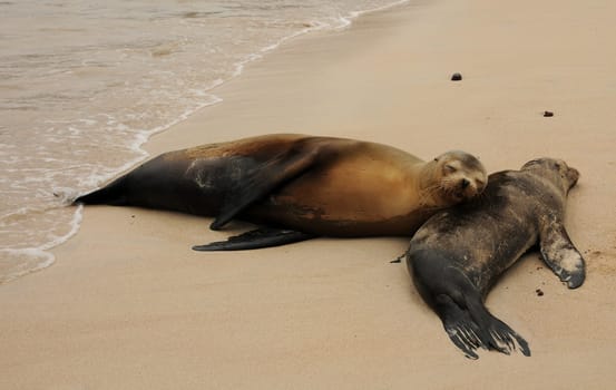Dreaming together