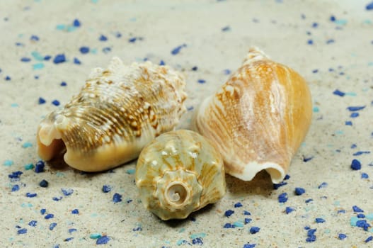 Sea Snails