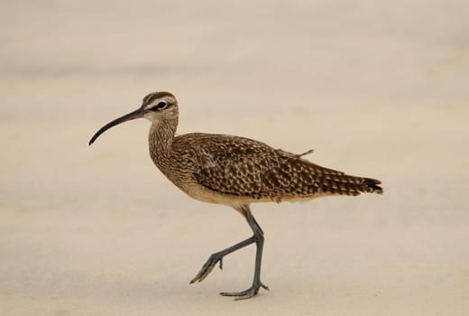 Taken on the beach in Galapagos