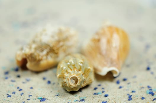 Sea Snails