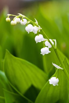 White lilies flowers and green leafs, macro