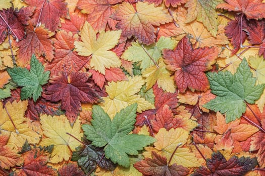 Beautiful autumn leaves in all sorts of colors