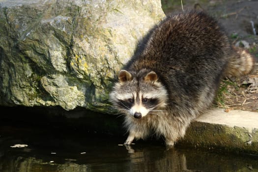 Raccoon