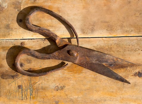 Antique sheep wool shears scissors vintage rusted on retro wood