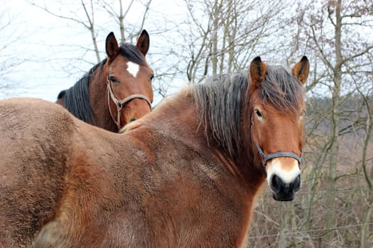 Horse lovers