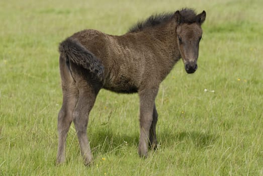 Foal