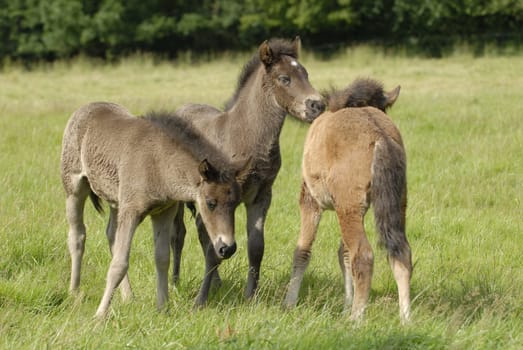Foal