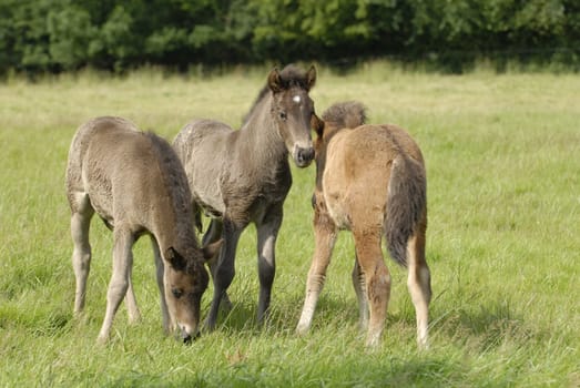 Foal
