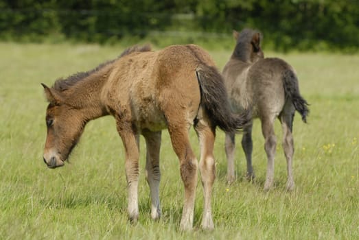 Foal