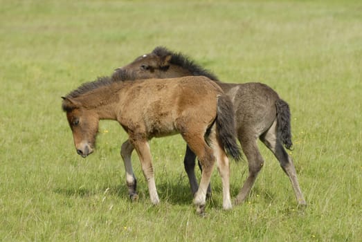Foal
