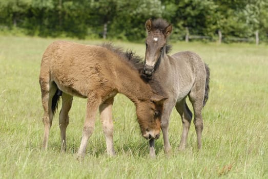 Foal