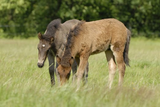 Foal