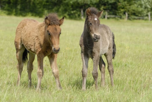 Foal