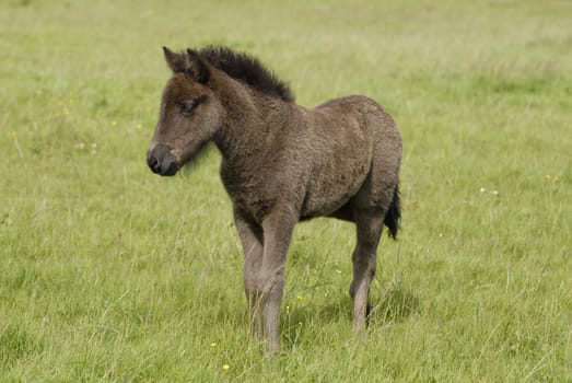 Foal