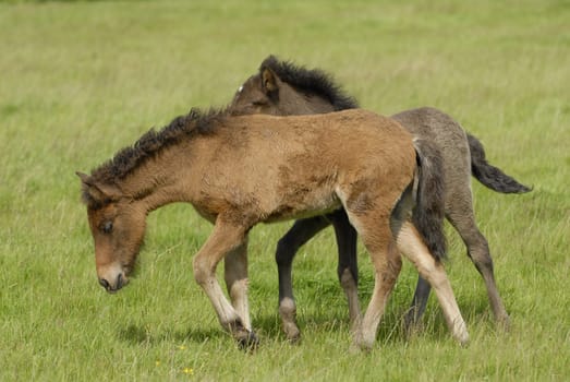Foal