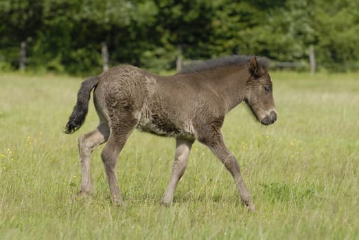 Foal