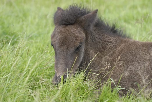 Foal