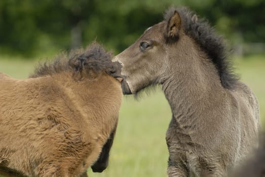 Foal