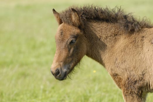 Foal