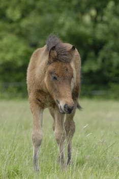 Foal