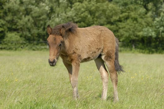 Foal